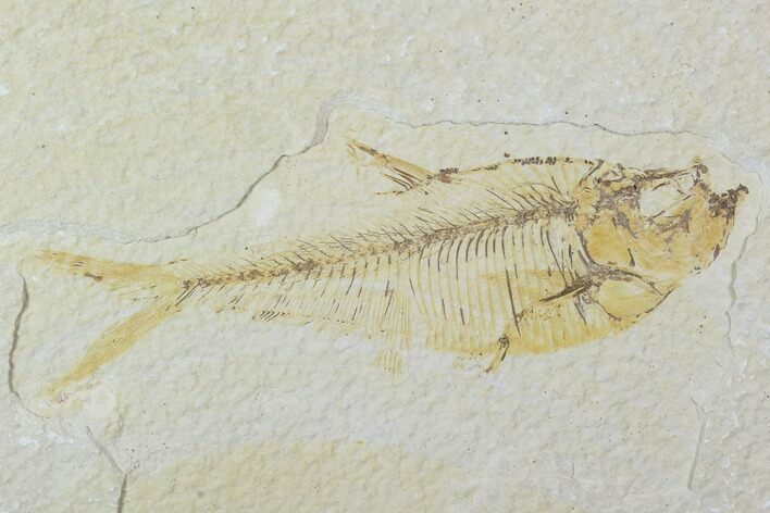 Bargain, Diplomystus Fossil Fish - Wyoming #100587